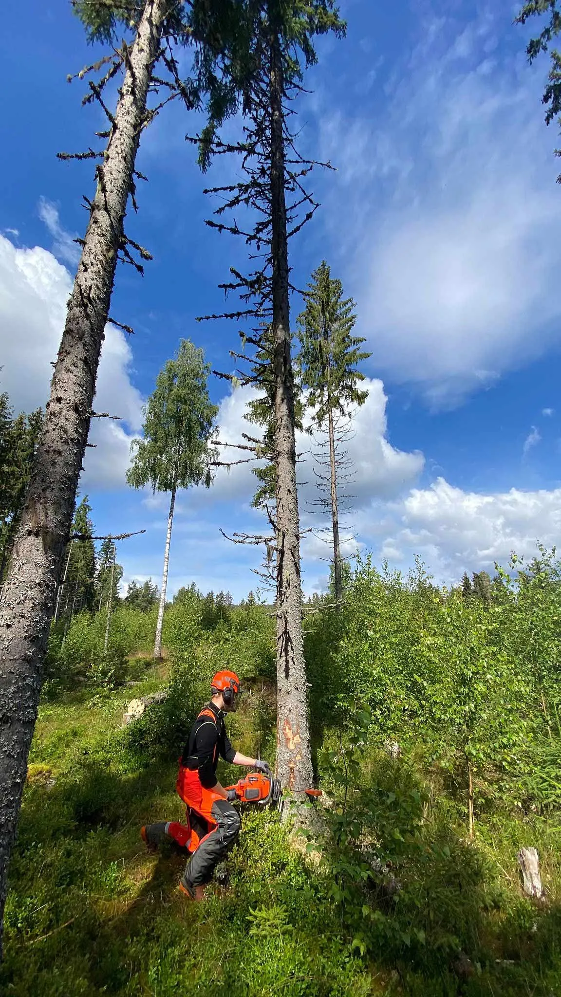 Trefelling