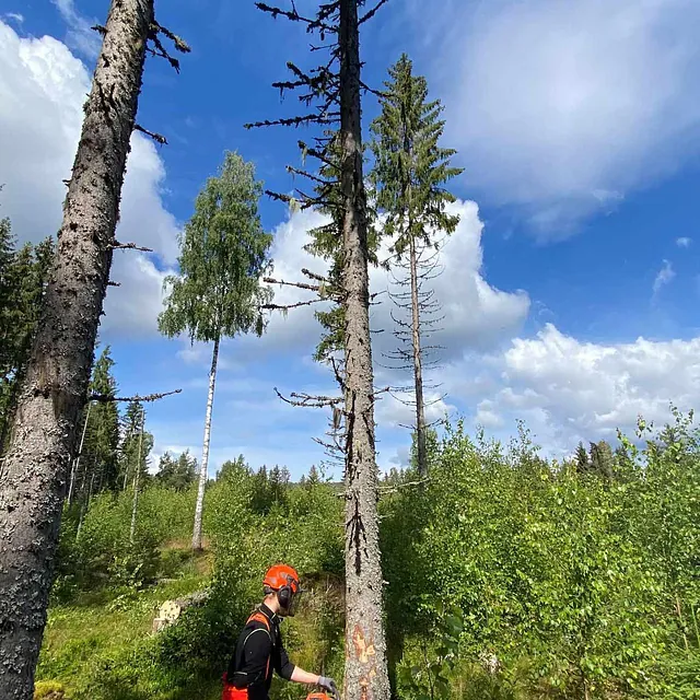Trefelling