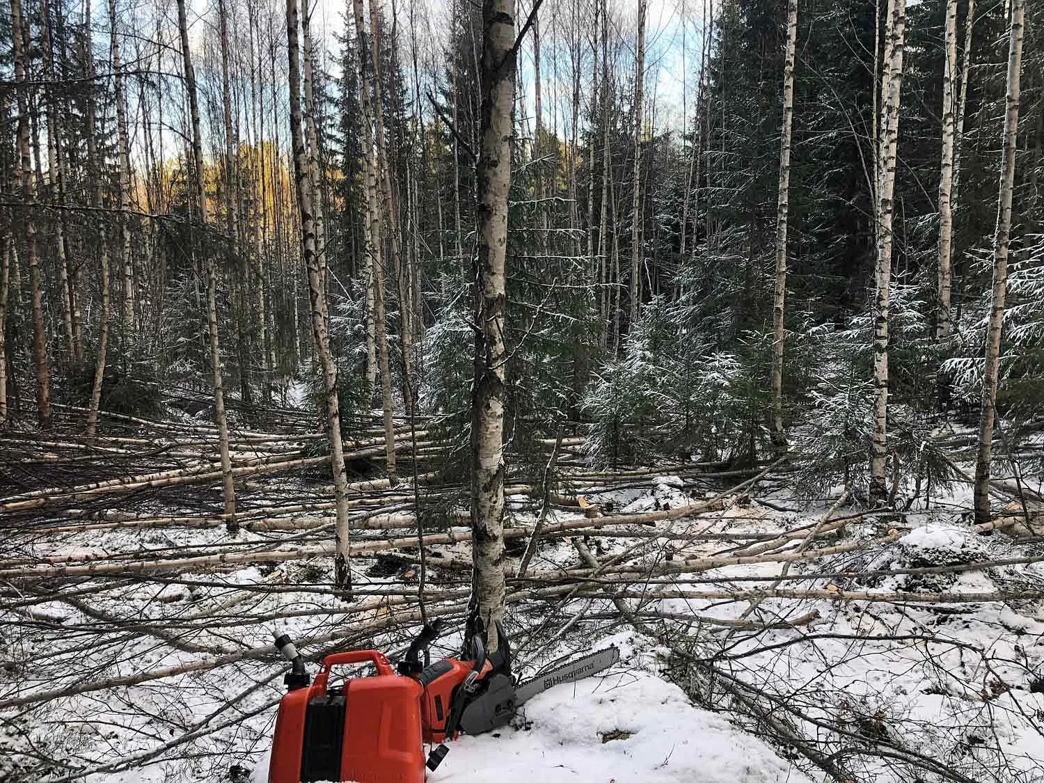 Trefelling i skog