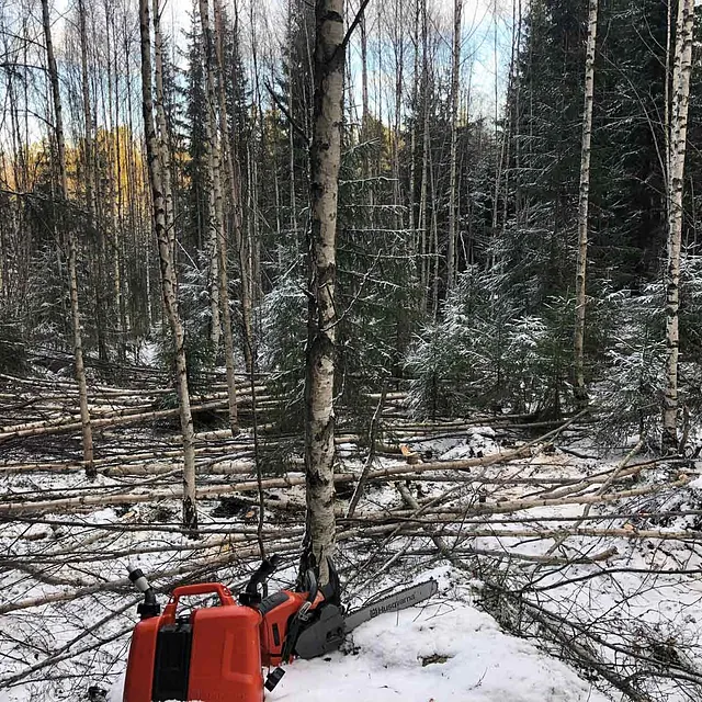 Trefelling i skog