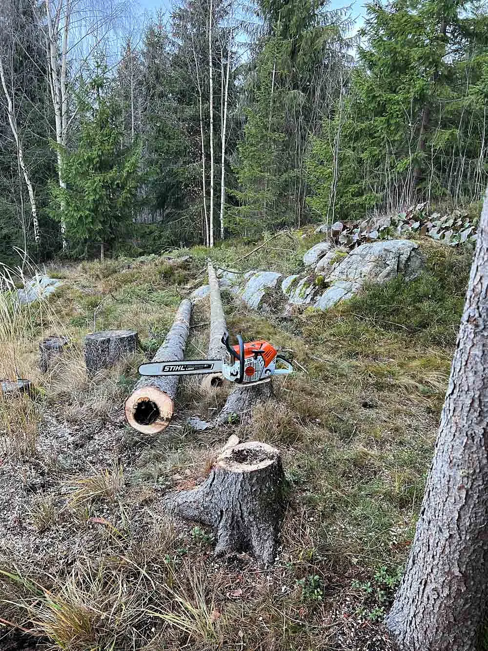 Skog
