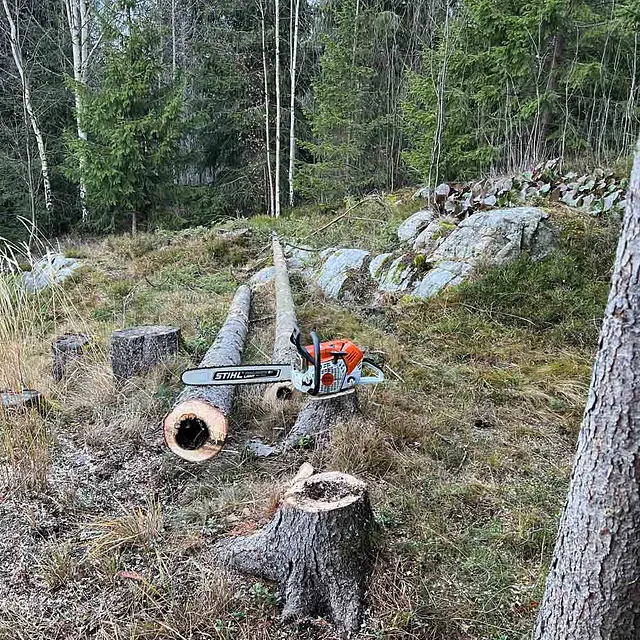 Skog